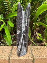 Orthoceras Standing Cluster SKU 25385