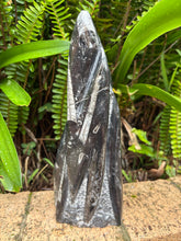 Orthoceras Standing Cluster SKU 25385A