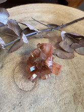 Aragonite Sputnik SKU 24606