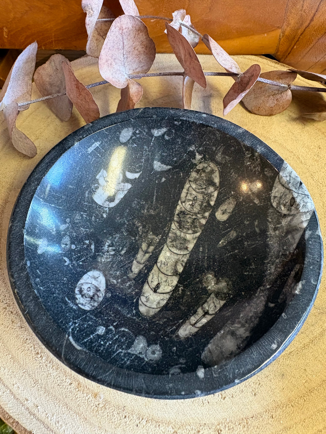 Orthoceras Bowl SKU 26048B