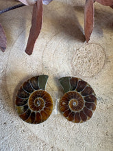 Ammonite Fossil Pair SKU 25870D