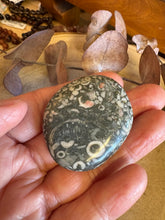 Crinoid Jasper Smooth Stone SKU 25467A