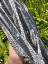 Orthoceras Standing Cluster SKU 24196