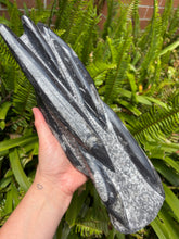 Orthoceras Standing Cluster SKU 24196