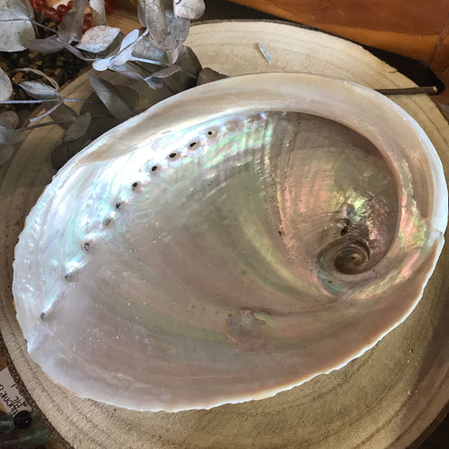 Abalone Shell SKU 23433