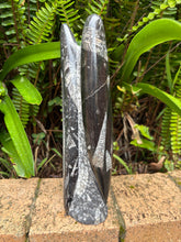 Orthoceras Standing Cluster SKU 25385