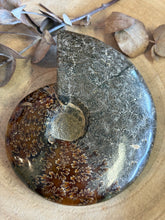 Ammonite Specimen SKU 23925