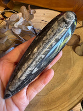 Orthoceras Specimen SKU 23924A