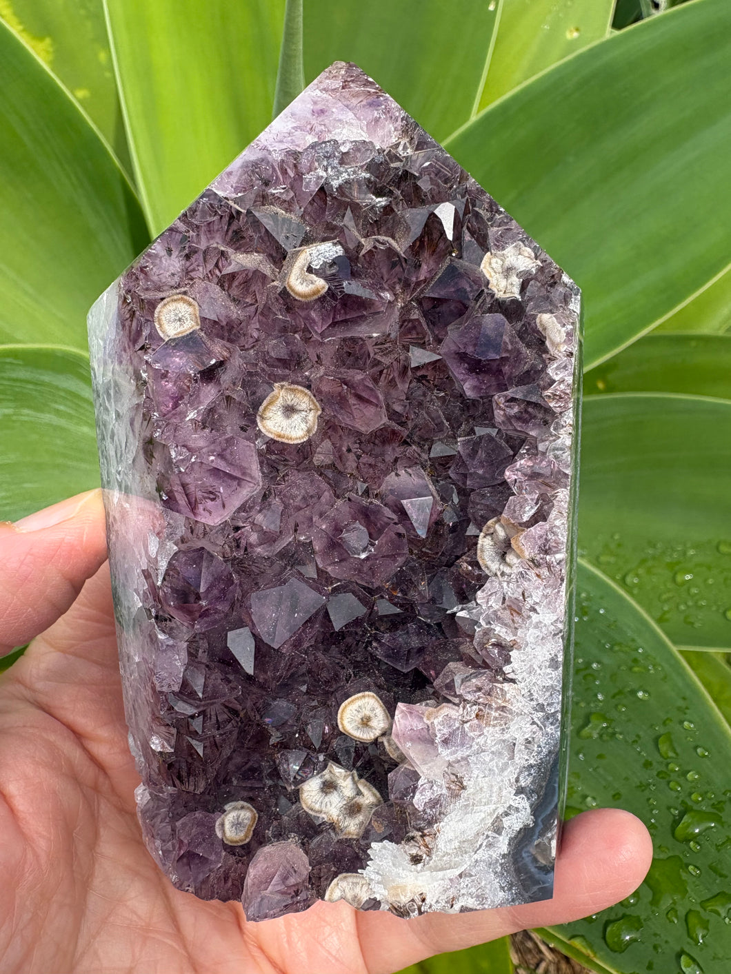 Amethyst Cluster Point SKU 27037