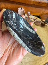 Orthoceras Fossil Bowl SKU 26048A