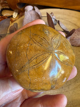 Sea Urchin Fossil SKU 25840
