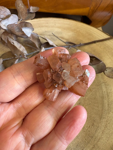 Aragonite Sputnik SKU 24606