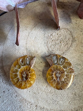 Ammonite Fossil Pair SKU 25870A