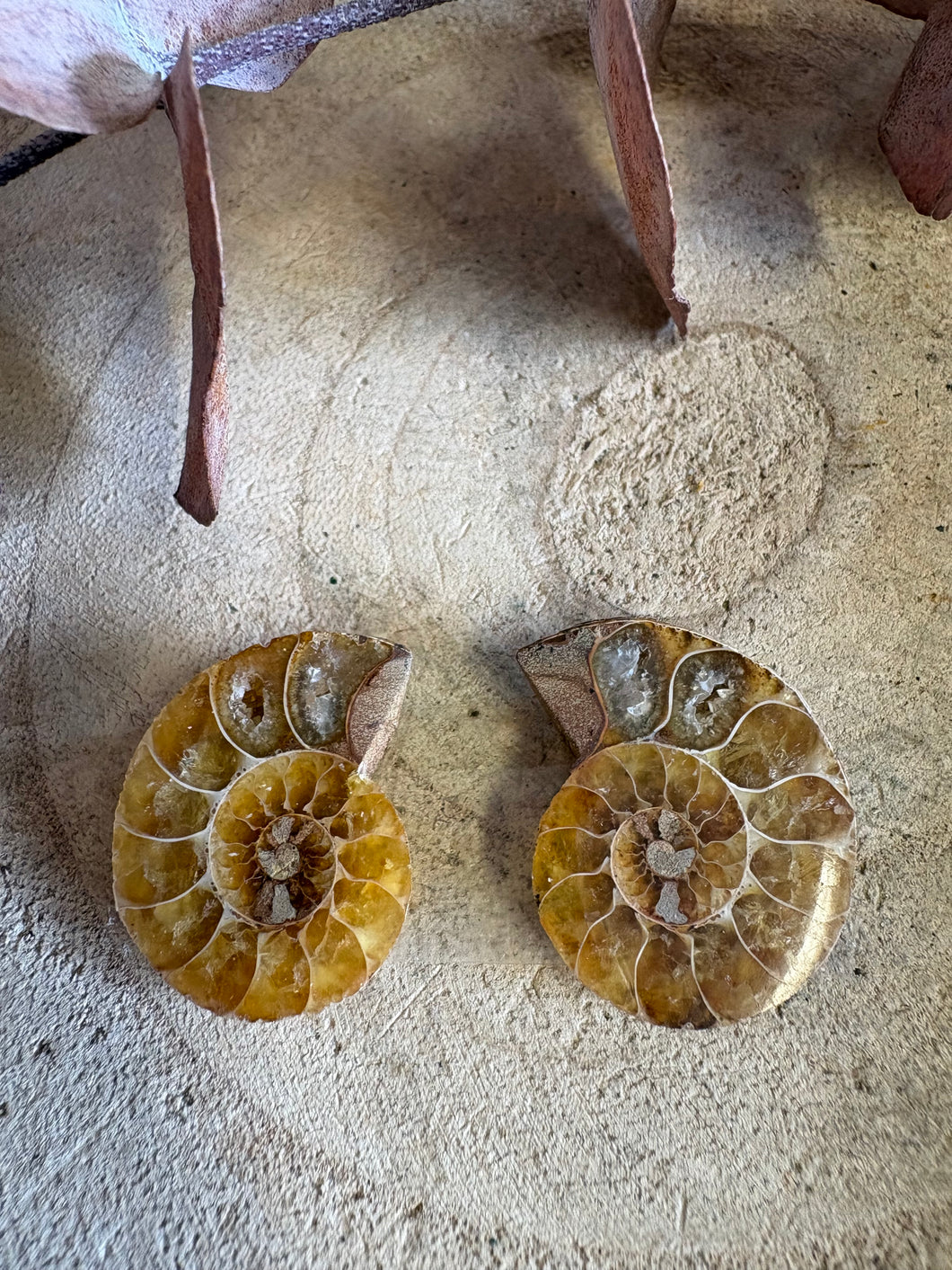 Ammonite Fossil Pair SKU 25870A