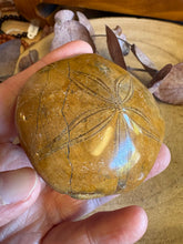 Sea Urchin Fossil SKU 25840