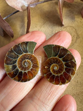 Ammonite Fossil Pair SKU 25870D