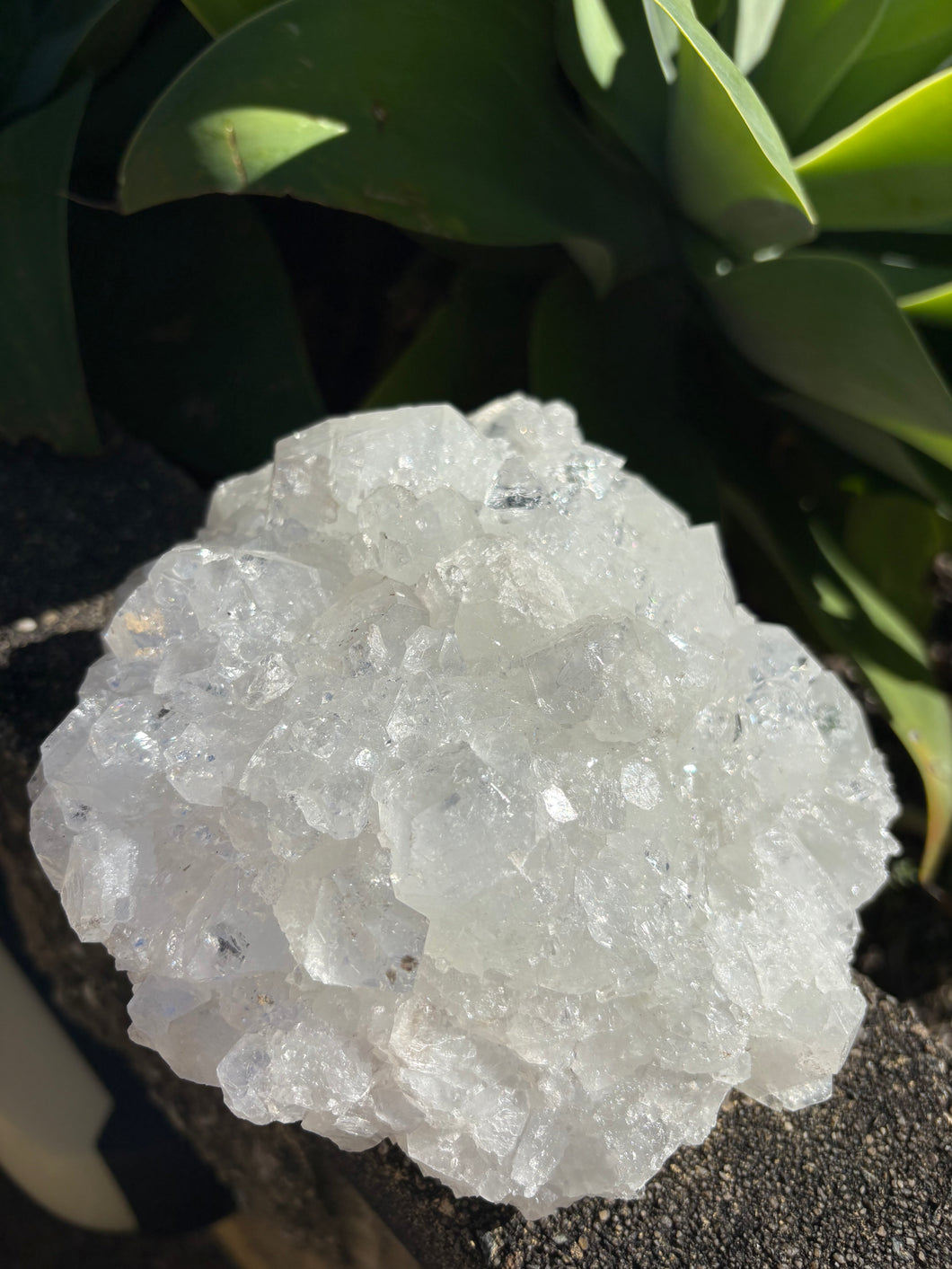 Apophyllite Large Cluster SKU 26248
