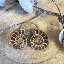 Ammonite Pair SKU 22396D