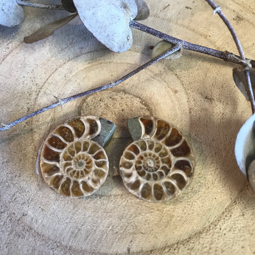 Ammonite Pair SKU 22396D