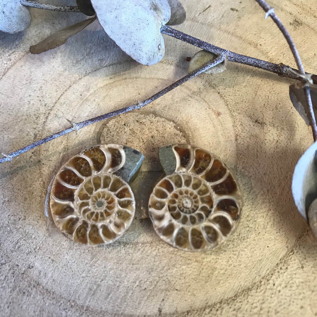 Ammonite Pair SKU 22396D