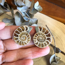 Ammonite Pair SKU 22396D