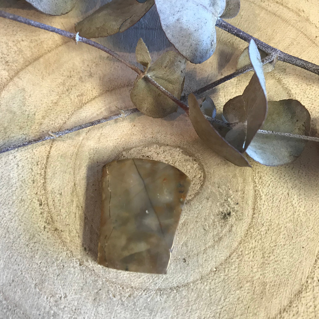 Ammonite Cabouchon SKU 17565