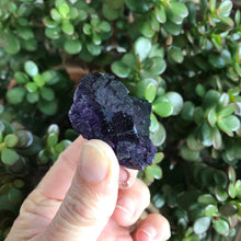 Cubic Purple Fluorite Cluster SKU 6820