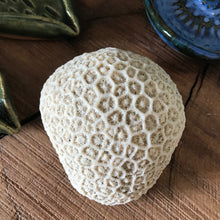 Coral Specimen SKU CRL1