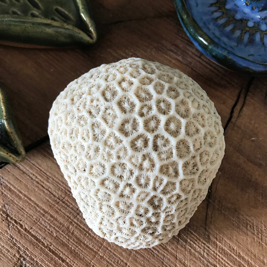 Coral Specimen SKU CRL1