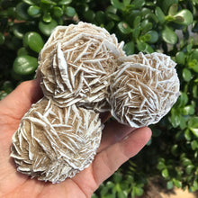 Desert Rose Cluster SKU 17963