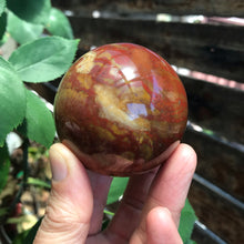 Petrified Wood Sphere SKU 17568