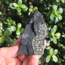 Pyrite in Carbon Specimen SKU 20472