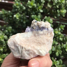 Mixed Tourmaline and Lepidolite Specimen SKU 19268