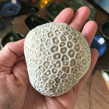 Coral Specimen SKU CRL1